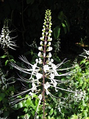 014 Jardin Botanique